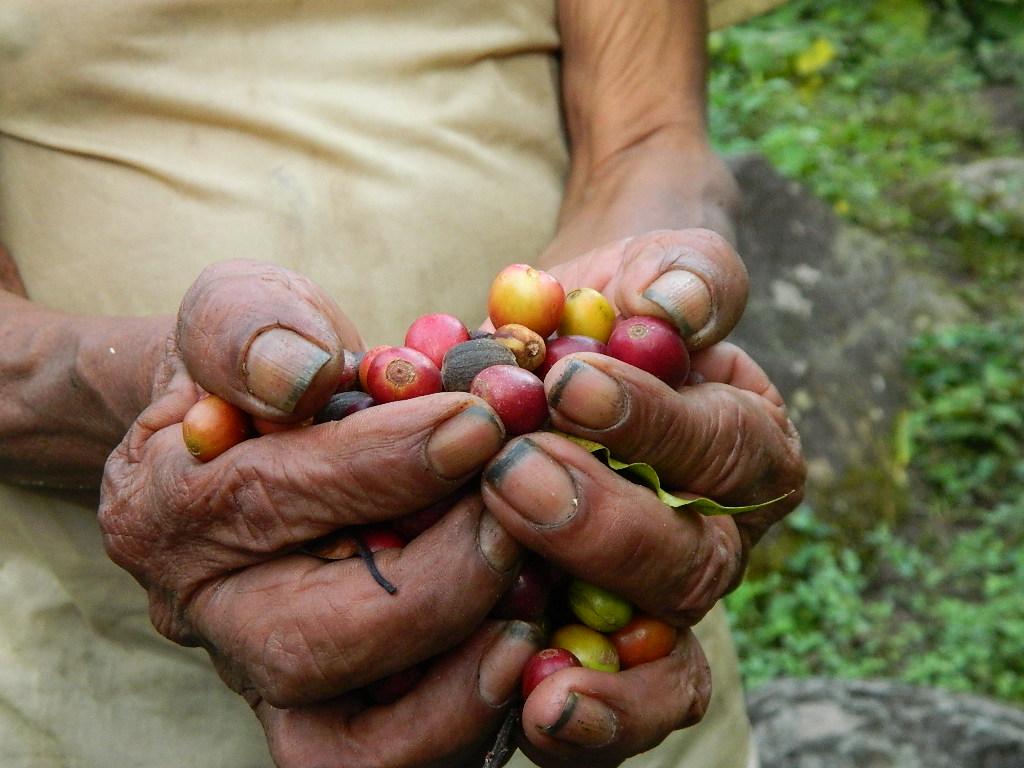 AmorxMexico1's tweet photo. Disfrutando mi #Cafe #MuchasVecesDijeQue estaba muy agradecido por las manos involucradas.. Aquí un reconocimiento. http://t.co/WEFhxeQZWy
