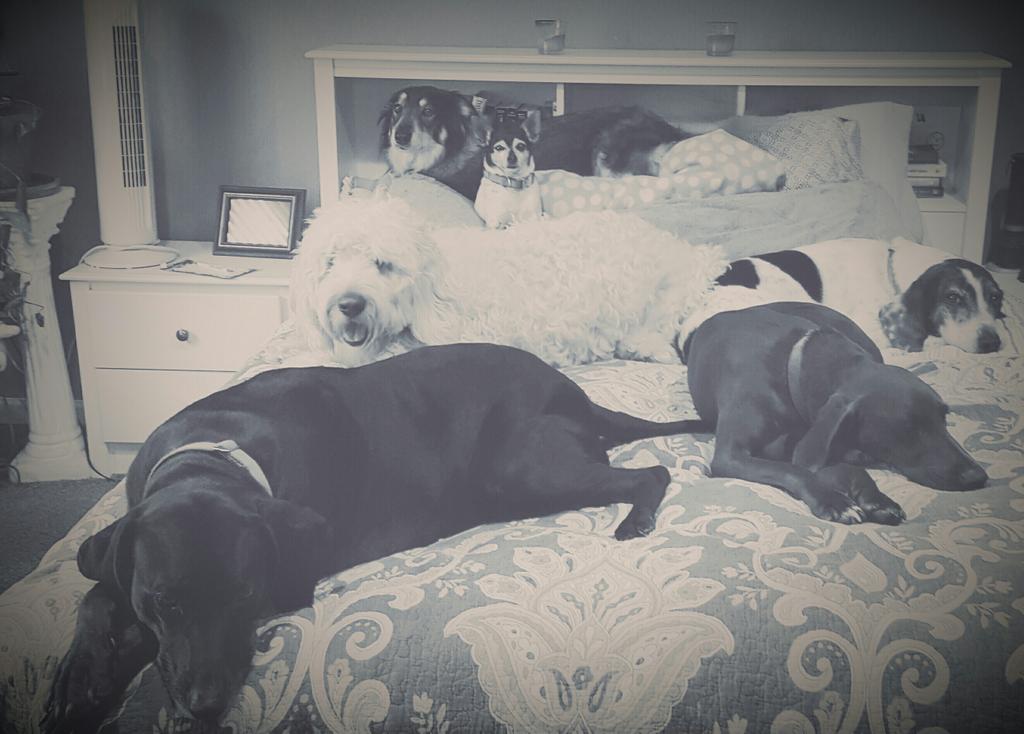 513landers's tweet photo. @TheEllenShow Happy Labor Day! From bottom left, counter clockwise.  Lucy, Bic, Harvey, Royal, Libby &amp; Foxy. http://t.co/lZcKOKXY1I
