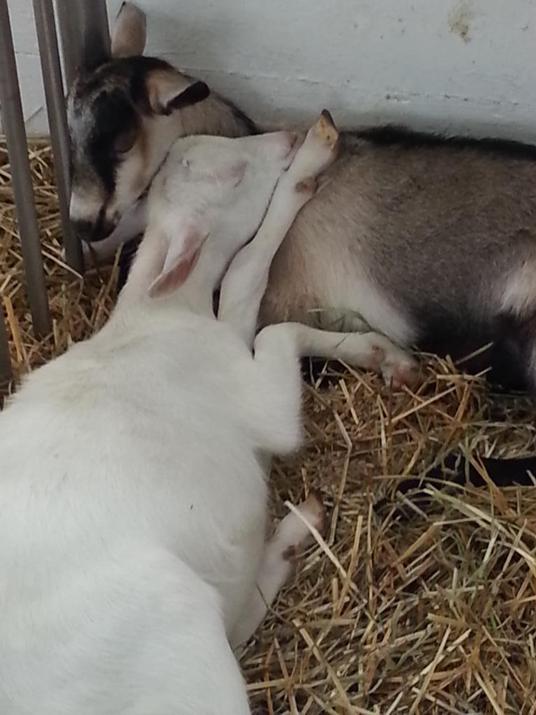 Jeanne Case tweet media