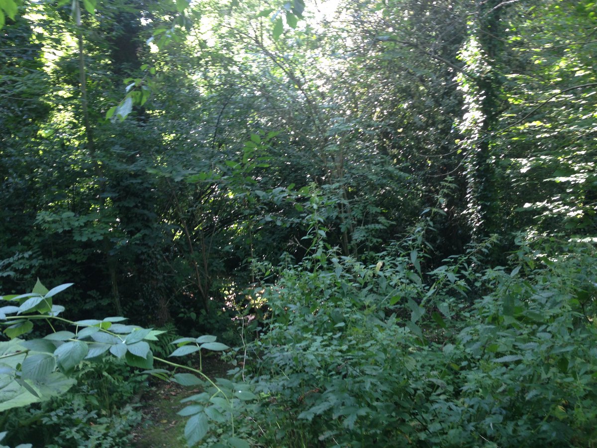 GroupParanoia's tweet image. @GroupParanoia @Rec_Action Promoting the therapeutic benefit of being in nature!