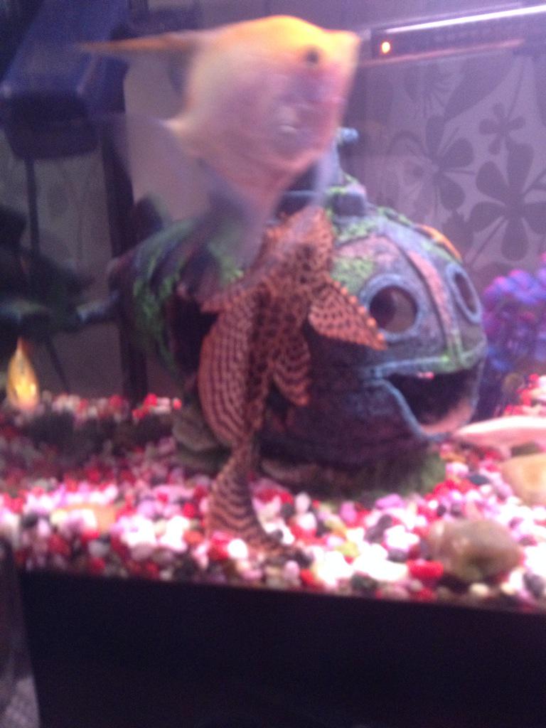 markenos19's tweet image. Getting big now lol