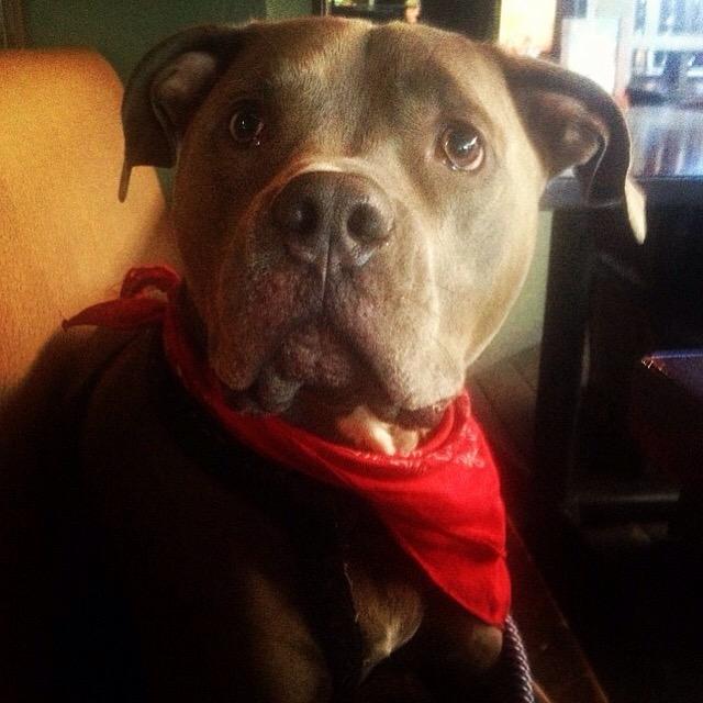 ApolloThePit's tweet image. U gonna eat #BBQ right in front of me? #laborday #labordayweekend #dogsoftwitter #dogs #pitbulls #doglover #doglife