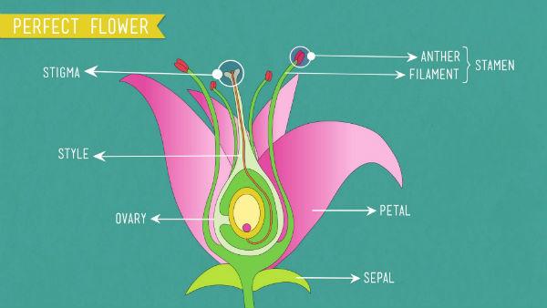 madefrombiology's tweet photo. Sporophytes and Gametophytes: How Plants Have Sex http://t.co/ZP9HiuNsFz #biology http://t.co/lERco98D83