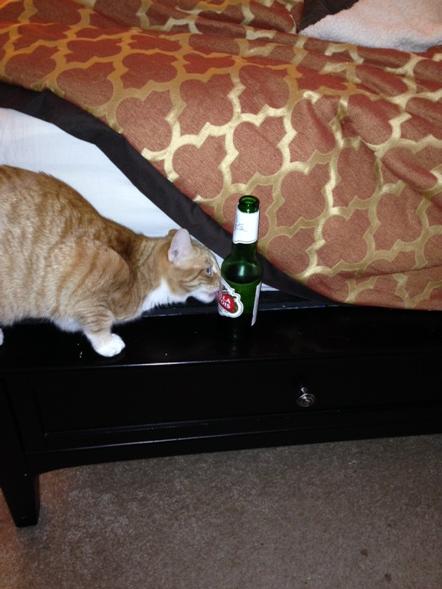 cbbrickell's tweet image. Hope are cat don't get drunk