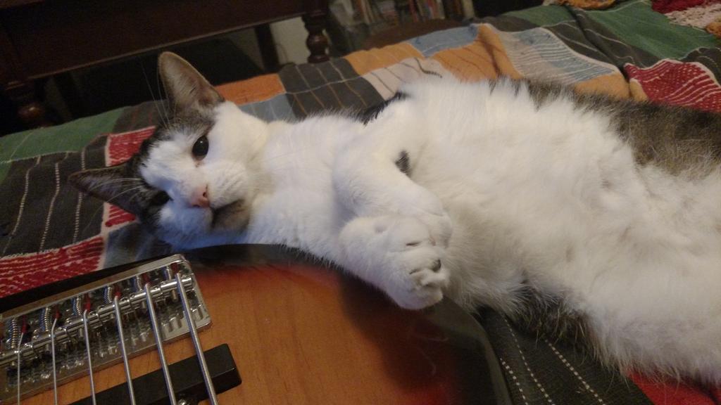 Earthdriver's tweet image. Kafka: Bass Enthusiast #Bass #Earthdriver