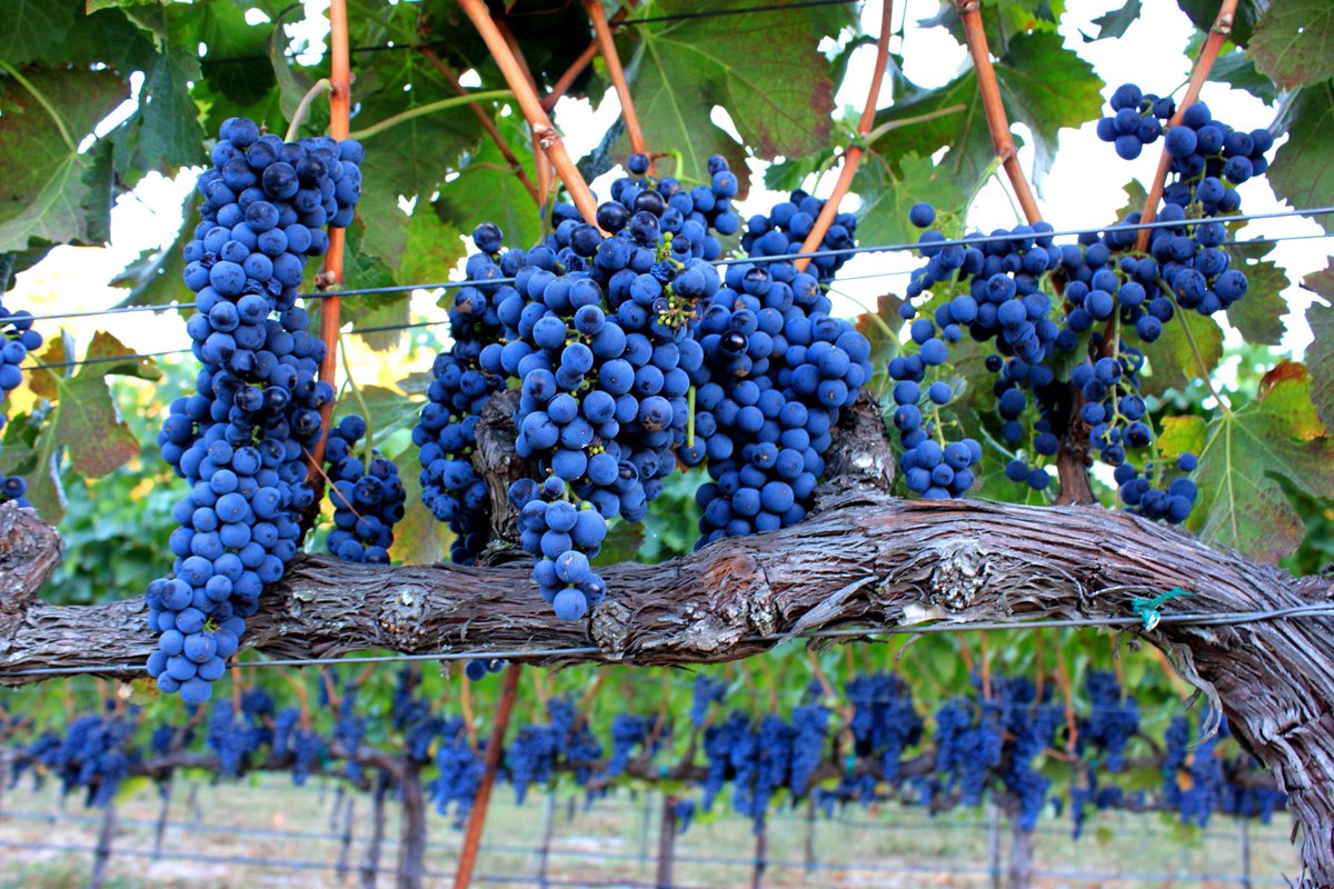 TheCastello's tweet photo. It all begins in the vineyard. #CaliforniaWineMonth #NapaHarvest http://t.co/vMBs3mtEWR