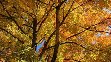 bestofnj's tweet photo. Check out our NJ Fall Guide: One Great Guide to Fall in New Jersey http://t.co/Zle7XjVHLd #njfallfoliage #fallinnj http://t.co/TKnXktysKs
