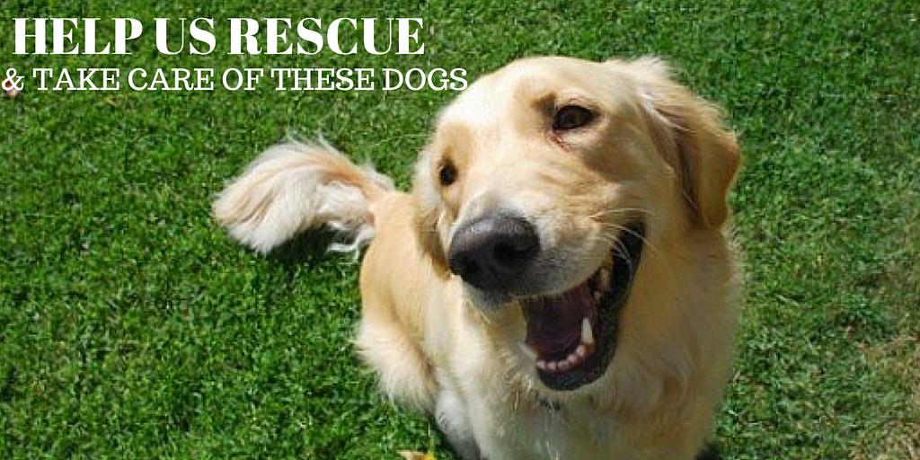 AshleyAthens's tweet photo. Let's provide good shelter to abandoned dogs, help us by donating what you can > http://t.co/BriaSrreUN http://t.co/5IuBDmgtSa