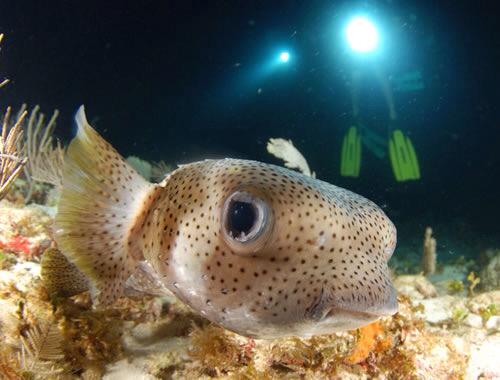 ARamirezPhoto's tweet photo. Y para ir cerrando el #DíadelBuzo nada mejor que una gráfica que muestre lo espectacular del buceo nocturno http://t.co/GWtJ2TmXB5