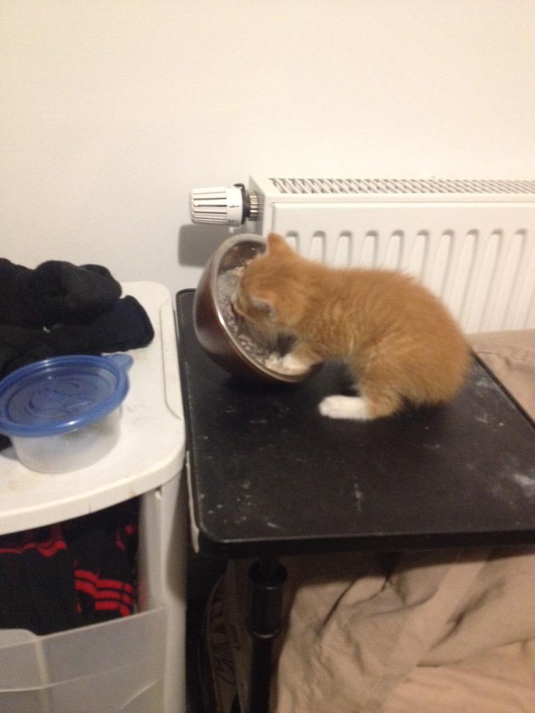 Destabr3's tweet photo. Newest member of the cpc #proud http://t.co/Fjs1V1d8wF