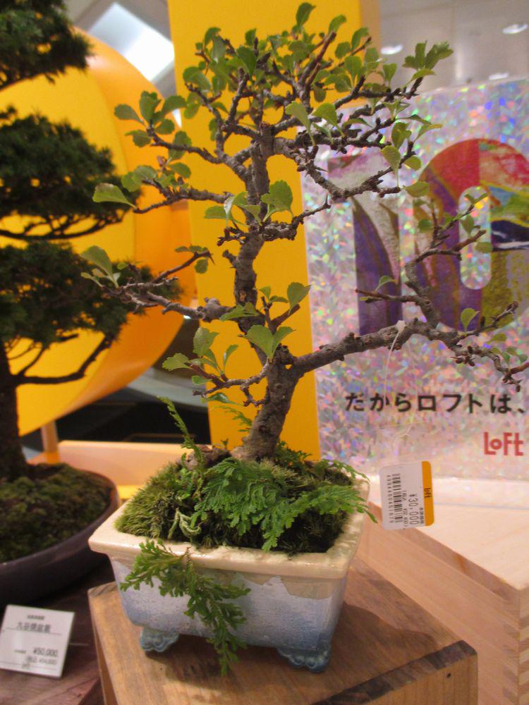 大宮ロフトでは本日より、加賀百万石・石川県の伝統磁器『九谷焼』の