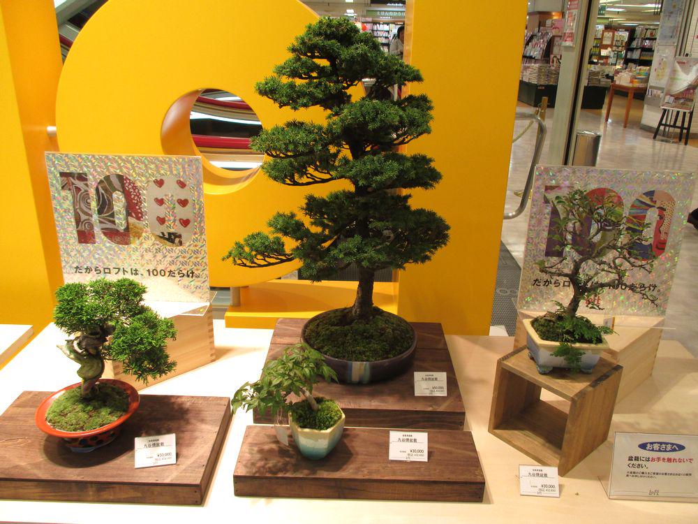 大宮ロフトでは本日より、加賀百万石・石川県の伝統磁器『九谷焼』の