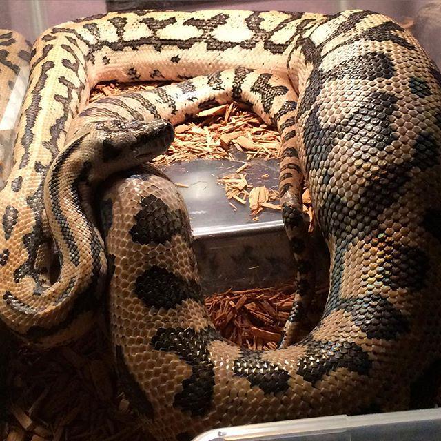 reptiles's tweet photo. #Reptiles: RT @bekka_the_jedi: Jumbo rat inside that belly. #carpetpython #coastaljaguar #jaguarcarpetpython #pytho… http://t.co/sgvkVFRkWP