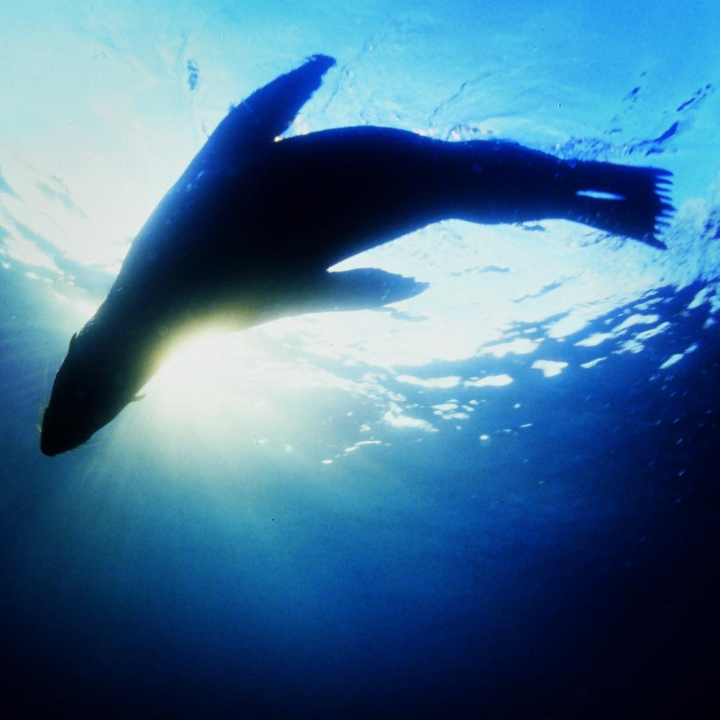 Wild New Zealand Fur Seals - South Pacific Ocean...www.sealswimkaikoura.co.nz #nzmustdos #newzealand #lp #kaikoura