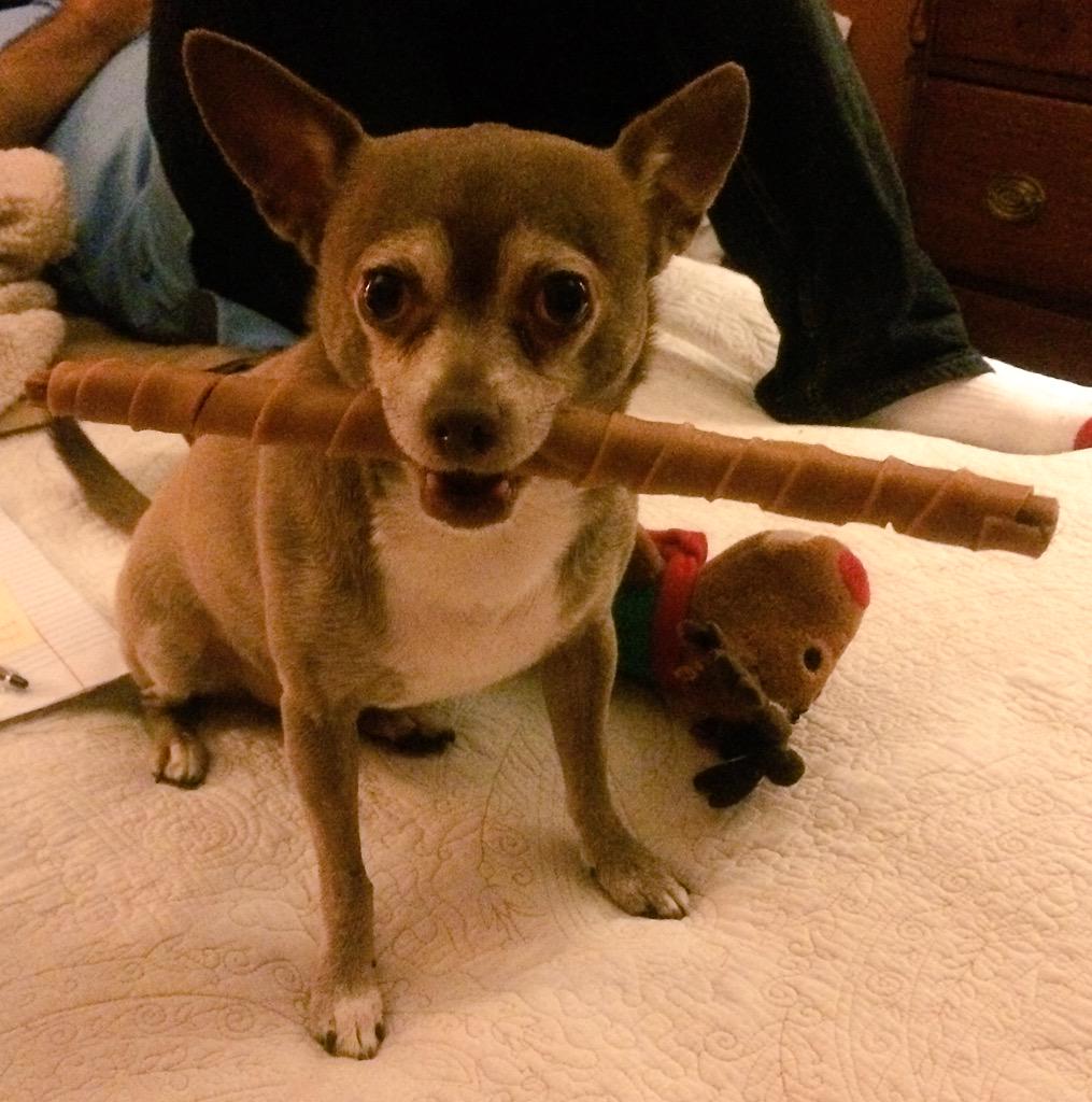 AlfieTheBold's tweet photo. Look at the Yaky Stick my human brought home for me today! #happylaborday #woof #spoiled #happy #chihuahua http://t.co/06RwiOTDUF