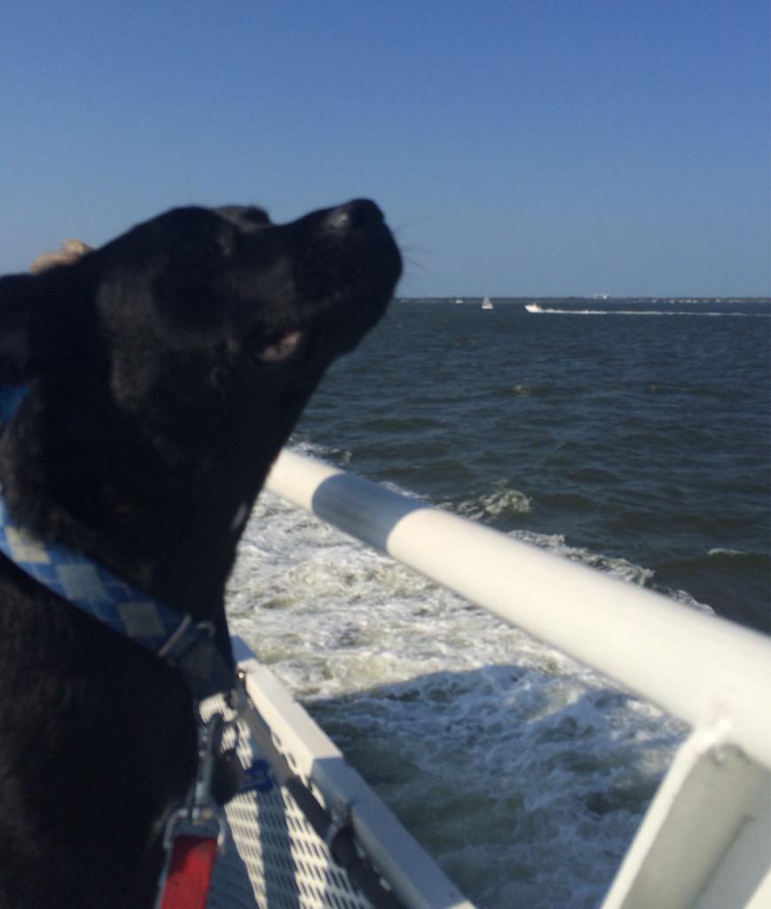 MegHargreavesDC's tweet photo. This is my happy ferry face! #SweetBoo http://t.co/w07JOk3FLb