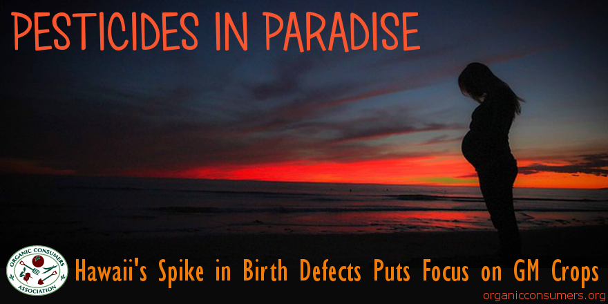OrganicConsumer's tweet image. An increase in birth defects further fuels the fire of #Hawaii’s growing anti-#GMO movement! ow.ly/RLF8f
