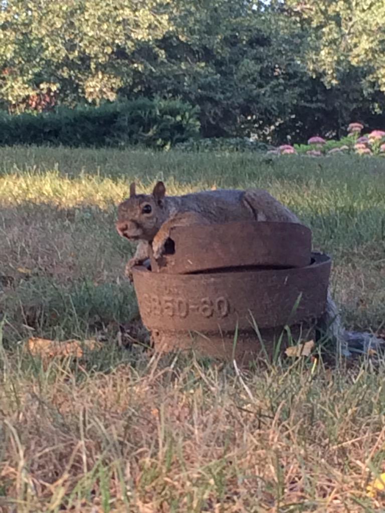 Carlea_Louise93's tweet photo. #Lifeatolivet #SquirrelMonth http://t.co/Vz4lxhVfSb