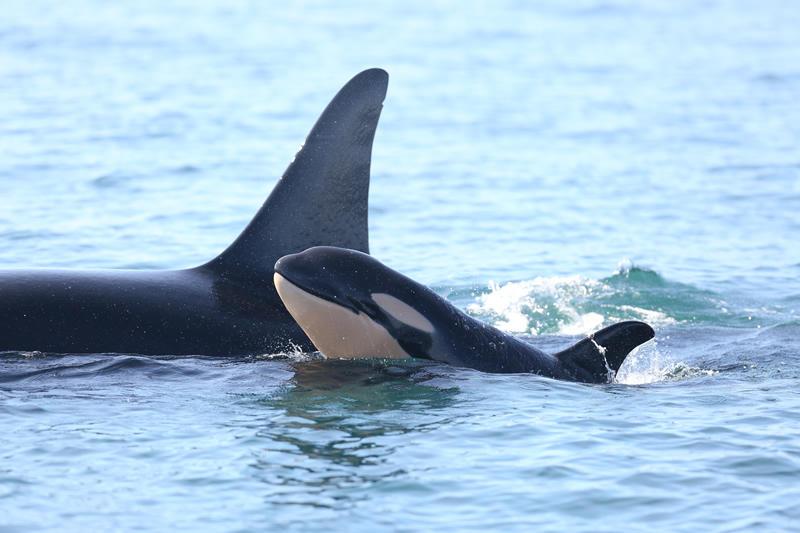 ナチュリブカナダ A Twitter 今朝ビクトリア沖に姿を見せたシャチの親子 今年5番目のベビーと確認されました シャチの妊娠期間は18か月 次の 出産まで8 年と長いので クジラやイルカより貴重な出産です Ctvnewsscott Pic M Malleson Http T Co Iezhj1uadx