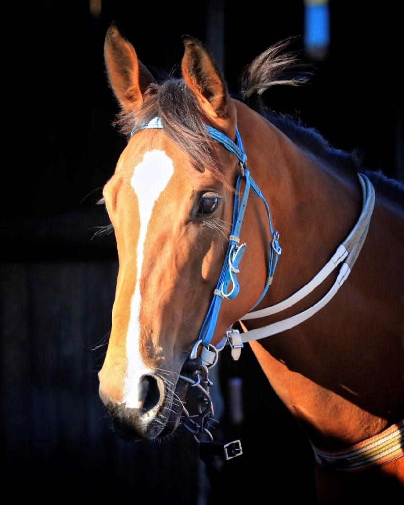 GaiWaterhouse1's tweet image. Flamboyant Lass has held her form with an easy trial win this AM. Next target, G2 Tea Rose 19th @royalrandwick