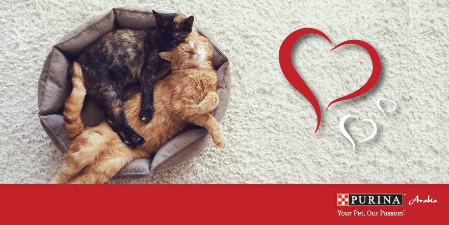 To help support charities, #PurinaArabia will donate 1KG of food to EMRO for every 5 RTs within 24 hours #RT to help!