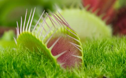HIP_Aalsmeer's tweet photo. Spiders and insects watch out: Carnivorous plants are Houseplants of the month of September. http://t.co/rQudbAGAKB http://t.co/Fbxb9W5eXD