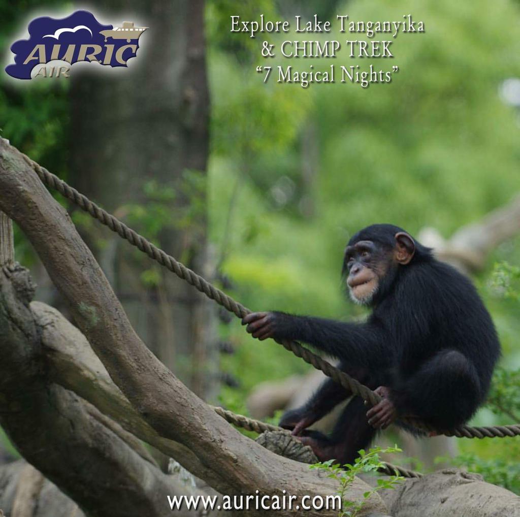 auricair's tweet photo. 7 Magical Nights package.

#Mahale #chimpanzee #safari #chimptrek #laketanganyika #Mahalemountains #Tanzania http://t.co/GCzkoE8dv3