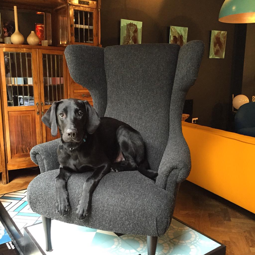 Salt Pegram On Twitter The Salt Pegram Mascot Milo On Our Workhouse Collection Shoreditch Armchair Puppy Labrador Design London Http T Co Dsnhjgfmep