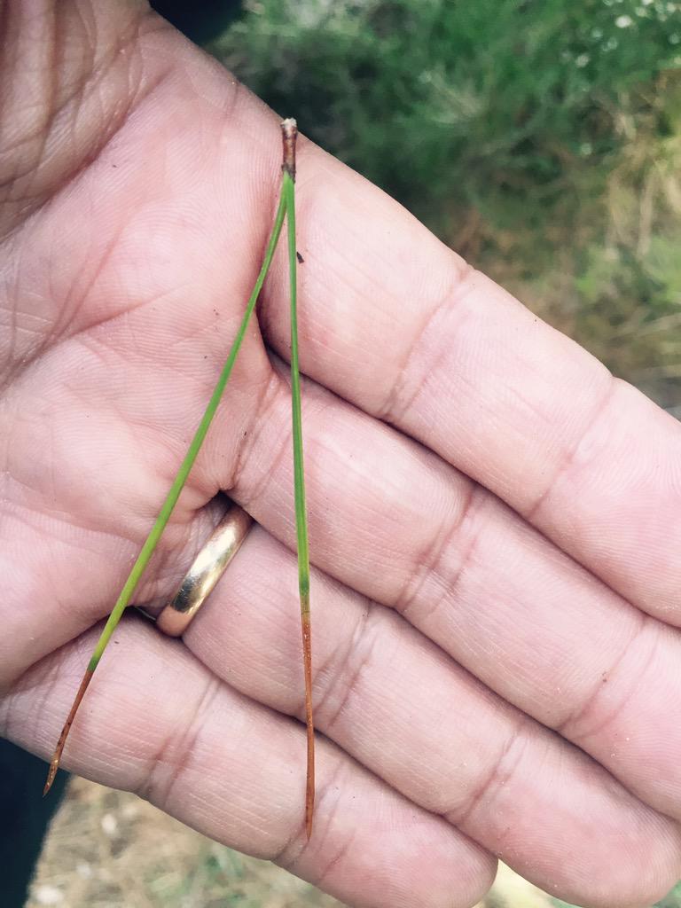 Lovely day to #rotorua #NewZealand saw red needle cast tomorrow seminar <a href="/scion_research/">Scion Research</a> <a href="/mcdre444/">Rebecca McDougal</a> <a href="/Nari_Williams/">Nari Williams</a>