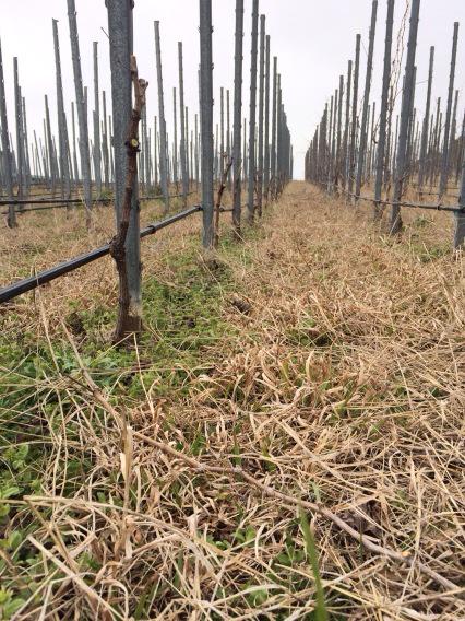 Finished pruning the close planted Shiraz and grenache. Bud burst around the corner