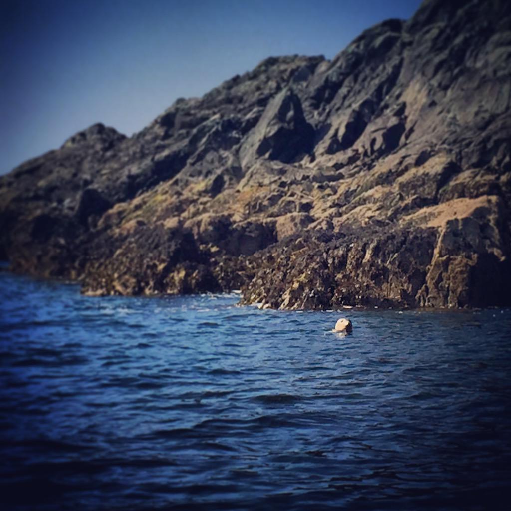 Paul Shearing tweet media