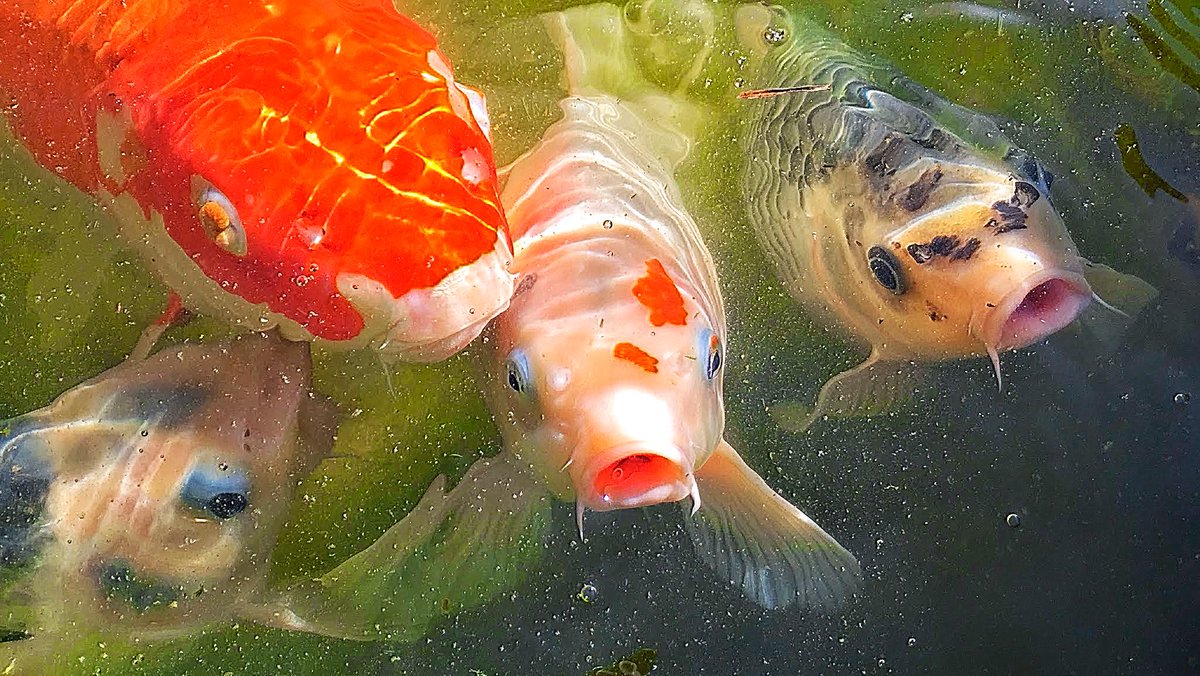 MJNISH's tweet image. Koi are hungry #JapaneseTeaGarden #Sanjose