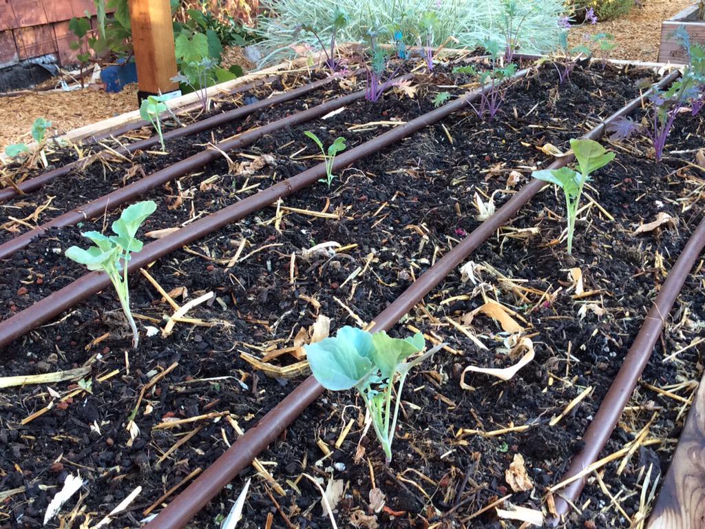 oboeryan's tweet image. Broccoli and kale planted. I sure wish I could grow oboe reeds. #oboeproblems #oboegardner