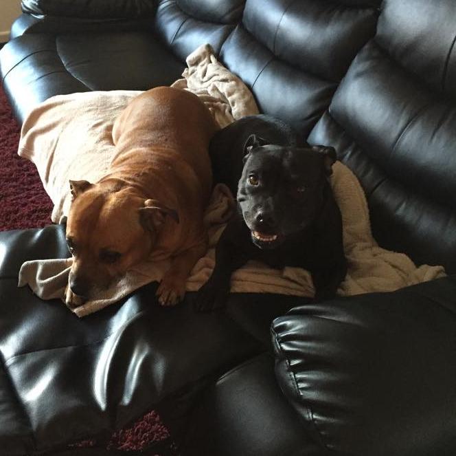 Greenleaf Animal Rescue tweet media