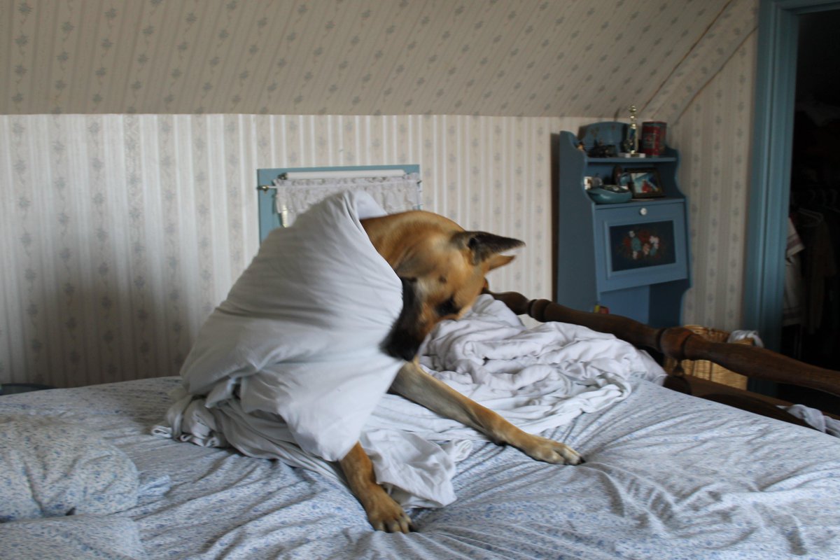 Prospect Equine  tweet media