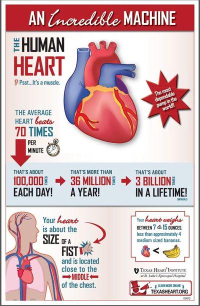 Soldier4Yah's tweet image. #FunFact of the day!
#Heart #IncredibleMachine