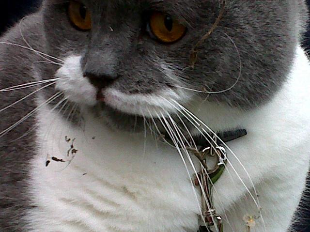 LordGraydon's tweet photo. Tried to find a place to use Twitter but ended up under the deck of the cottage next door. #badkittycat http://t.co/1d9o5kG6uc