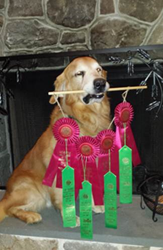WCUDogTherapy's tweet photo. Come see this award winning pup tomorrow at Check Up from the Neck Up in @SykesUnion from 11am-1pm! #jacktoo #woofx2 http://t.co/KNlTOFUDye