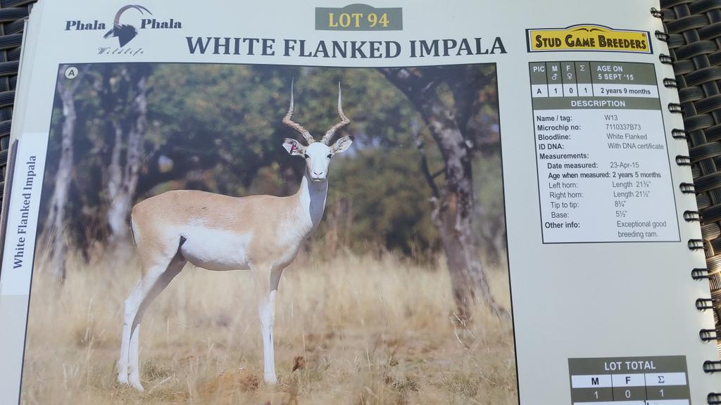 Dating Gazelle ram