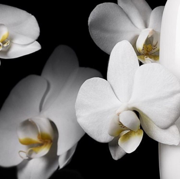 هو عطرنا الجديد الرائع، هل لديك أي فكرة عنه؟

Our brilliant new fragrance. Can you guess what it is?