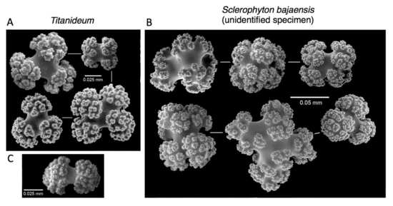echinoblog's tweet photo. Unassuming octocoral found to be new genus & species! #crypticdiversity from @InvertebratesDC http://t.co/6Vckt1K39L http://t.co/wBB1MWKczb