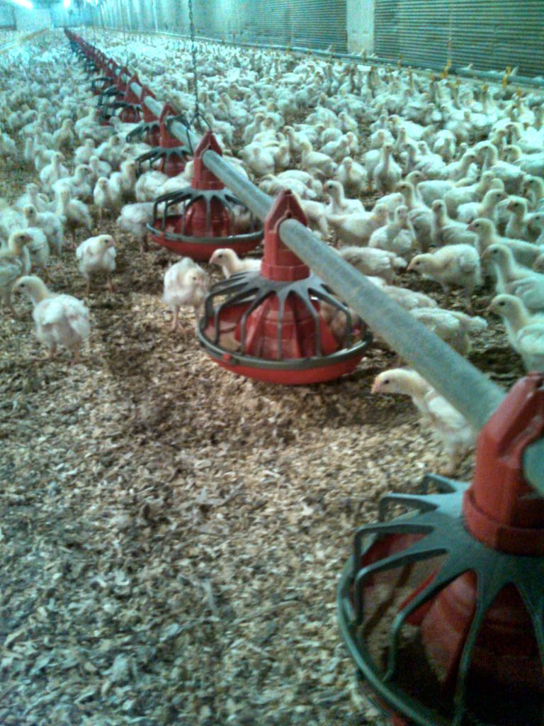 Frank Deweerd On Twitter For Sale 14 Ton Feed Bin 2x300 Rows