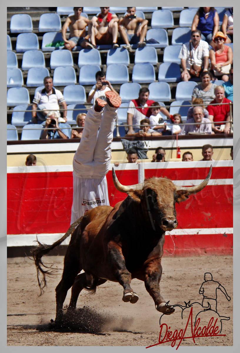 <a href="/SaulRivera90/">Saúl Rivera</a> VOLANDO SOBRE EL PRECIOSO ANIMAL DE LA FINAL <a href="/toropasion/">Toropasión</a> @Plzatorosbilbao <a href="/Ehtoroeventos/">ehtoro.com</a>