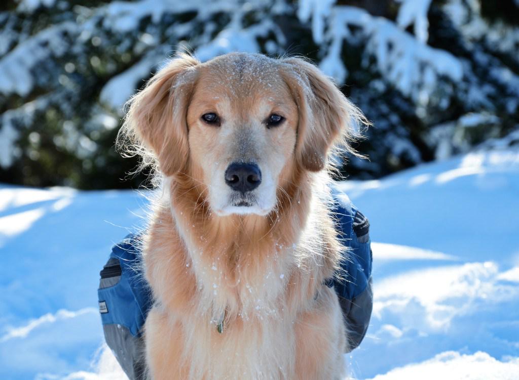 RichonomicsBlog's tweet image. ‘Doggie’ Howser, MD: Exploring Pet Insurance richonomics.com/exploring-pet-…