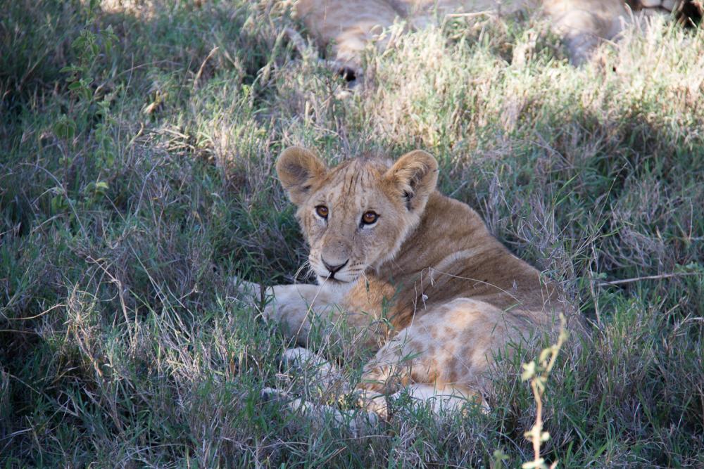 insidetravellab's tweet photo. Curious fact of the day: lion cubs DO in fact have spots! #rhinolab #safaribug #kenya http://t.co/coHXYgr3VV
