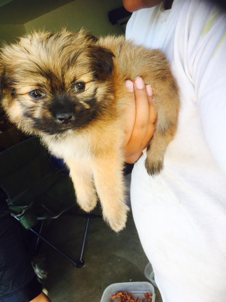 C_OELI's tweet photo. Little new addition to the family.. Everybody meet MANULELE🐶💛 http://t.co/1gb3jzNOdc