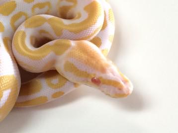 XYZReptiles's tweet image. Baby #AlbinoBallPythons on Sale Males $189 & Fems $229 #ballpython #albinoballpython #pythonregius #snakesofinstagram