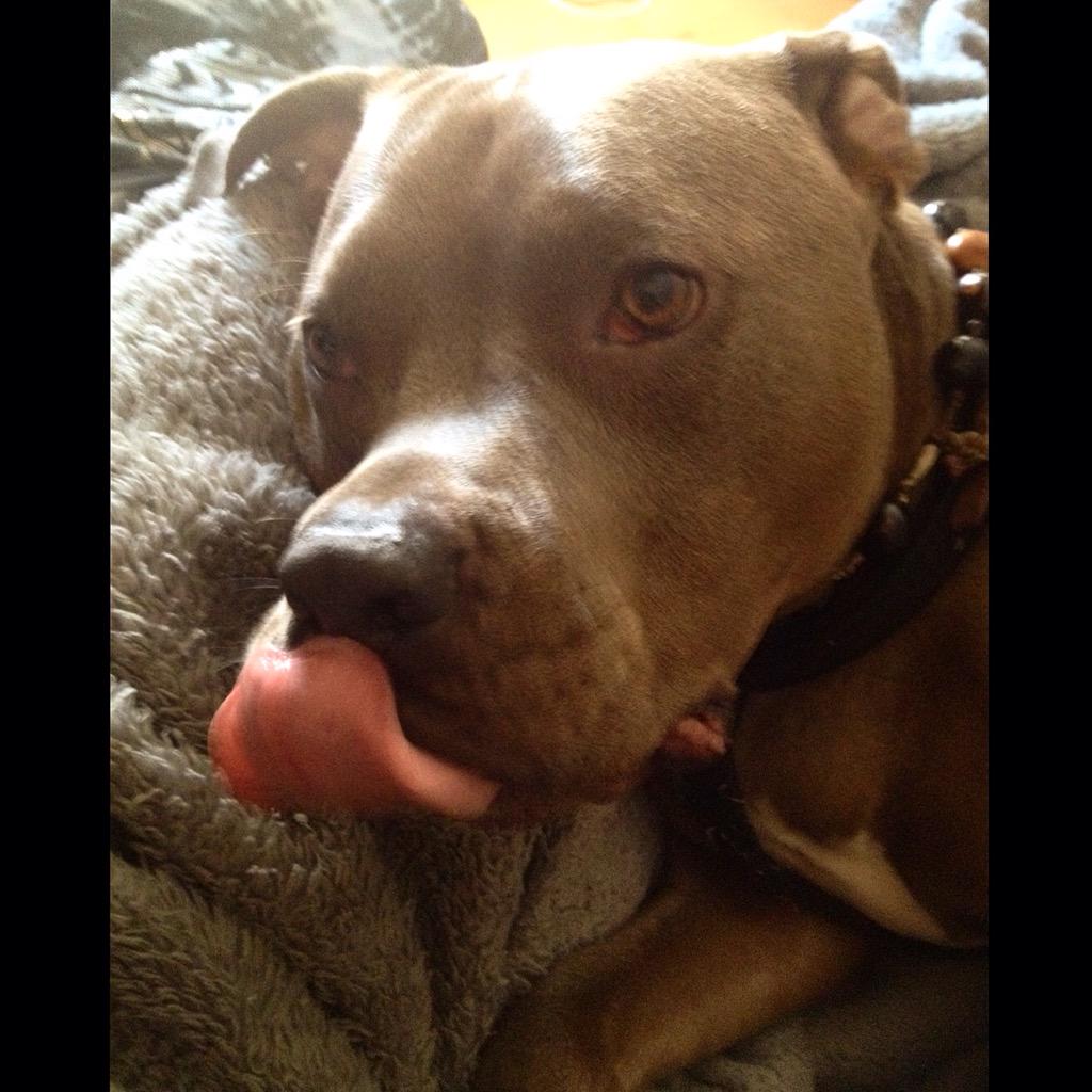 ApolloThePit's tweet image. Sumthing on my nose? #tongueouttuesday #pitbull #pitbulls #dogs #dogsoftwitter #doglife #ruffpost #doglover #cutepets