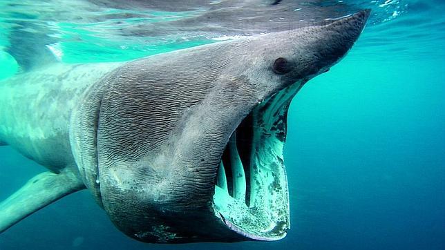 abc_es's tweet photo. Estas son las imágenes más asombrosas del mundo submarino  http://t.co/N6azbrNvXl #Fotografía http://t.co/p71piCgiWj