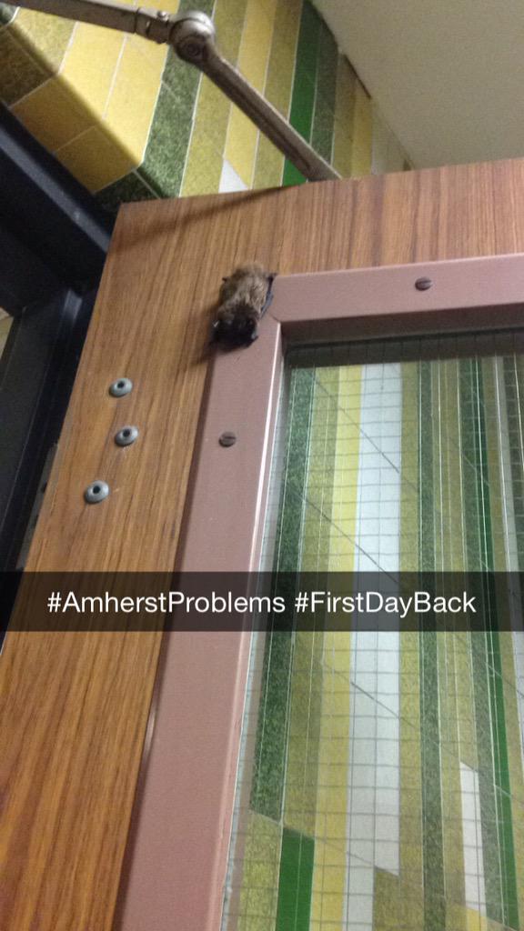 LindseyLeclerc's tweet photo. Welcome to the fist day back to Amherst #AmherstProblems #ItsABat http://t.co/TN9lkTJIoO